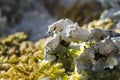 macro photo of green moss similar to flamingos.