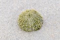 Macro photo of a green sea urchin or shore sea urchin, Psammechinus miliaris