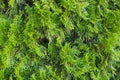 Thuja smaragd closeup photo. green leaves of needles
