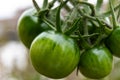 Macro photo of green, unripe bunch of cherry tomatoes Royalty Free Stock Photo