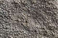 Sunken disk lichen Aspicilia calcarea. Royalty Free Stock Photo