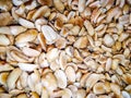 Macro photo of ground peanuts in husk. Closeup of ground peanut in husk. Agricultural farms. It can be used as a background