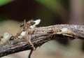 Macro Photo of Group of Ants Carrying Pupae on Twig, Teamwork Co
