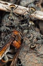 Macro Photo of Group of Golden Weaver Ants Attack Wasp