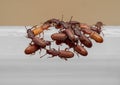 Macro Photo of Group of Sawtoothed Grain Beetle on White Plastic Box Royalty Free Stock Photo