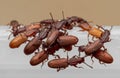 Macro Photo of Group of Sawtoothed Grain Beetle on White Plastic Box Royalty Free Stock Photo