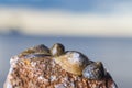 Macro photo of a group of seashells lying on the rocky beach Royalty Free Stock Photo