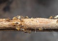 Macro Photo of Group of Tiny Ants Carrying Eggs and Running on S