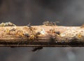 Macro Photo of Group of Tiny Ants Carrying Pupae and Running on