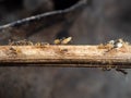 Macro Photo of Group of Tiny Ants Carrying Pupae and Running on