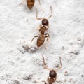 Macro Photo of Group of Tiny Ants are Climbing on The White Wall