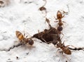 Macro Photo of Group of Tiny Ants on White Wall