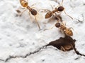 Macro Photo of Group of Tiny Ants on White Wall