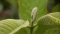 Macro photo of guava leaves