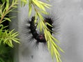 Macro Photo of Hairy Caterpillar Climbing on Green Leaves Royalty Free Stock Photo