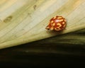 Macro photo of Halyzia sedecimguttata, a small brown and yellow beetle with distinctive markings Royalty Free Stock Photo
