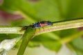 Macro photo of harlequin larvae. Asian lady beetle larva