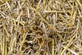 Macro photo of hay and stubble on a mowed field, texture of mown grain.