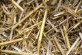 Macro photo of hay and stubble on a mowed field, texture of mown grain.