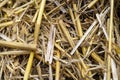 Macro photo of hay and stubble on a mowed field, texture of mown grain.