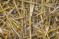 Macro photo of hay and stubble on a mowed field, texture of mown grain.