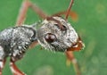 Macro Photo of Head of Ant on Green Leaf Royalty Free Stock Photo