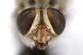 Macro Photo of Head of Dead Housefly Isolated on White Background Royalty Free Stock Photo