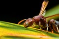 Macro photo of head Hornet
