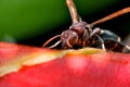 Macro photo of head Hornet