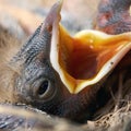 Macro photo of a head of hungry newborn thrush`s chick with opened mouth