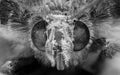 Macro Photo of Head of Little Butterfly, Macro Stacking 195 Pictures, Black and White