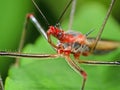 Macro Photo of Head of Small Insect on Green Leaf