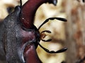 macro photo of the head of a stag beetle