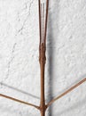 Macro Photo of Head of Stick Insect or Stick Bug on White Wall Royalty Free Stock Photo