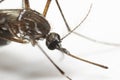 Macro Photo of Head of Yellow Fever Mosquito Isolated on White Background