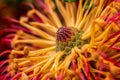 Abstract macro photo of heath leaved banksia flower