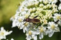 Hemiptera true bug on white flower Royalty Free Stock Photo