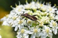 Hemiptera true bug on white flower Royalty Free Stock Photo