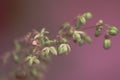 Macro photo of hemp plant flower . View from above. Color toned image. Selective focus.