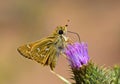 Hesperia comma , the silver spotted skipper butterfly , butterflies of Iran