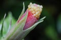 Macro photo of Hibiscus flower bud on a green nature background at the tropical garden Royalty Free Stock Photo