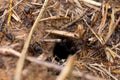 Macro photo of hole in the ground and lots of black ants running around.