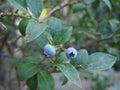 Macro photo of home bluberry garden Royalty Free Stock Photo