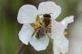 Macro photo honey bee on cherry blossoms in spring season in garden. Royalty Free Stock Photo