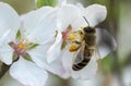 Macro photo honey bee on cherry blossoms in spring season in garden. Royalty Free Stock Photo