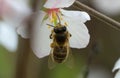 Macro photo honey bee on cherry blossoms in spring season in garden. Royalty Free Stock Photo