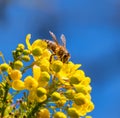 Honey bee yellow flower and blue sky Royalty Free Stock Photo