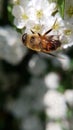 macro photo of a honey wasp sucking flower nectar Royalty Free Stock Photo