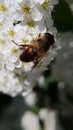 macro photo of a honey wasp sucking flower nectar Royalty Free Stock Photo