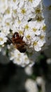 macro photo of a honey wasp sucking flower nectar Royalty Free Stock Photo